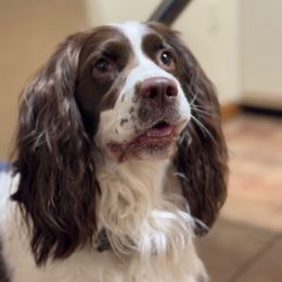 Lily - English Springer Spaniel