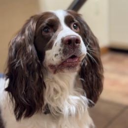 Lily - English Springer Spaniel
