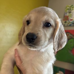 Sassy - Apricot female Goldendoodle puppy in Tucson, Arizona from Cheryl's Goldendoodles