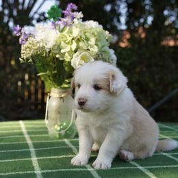 Green Collar - White and gold Border Collie puppy in Dublin, California from Borders of Beauty: The Perfect Blend of Beauty and Brains