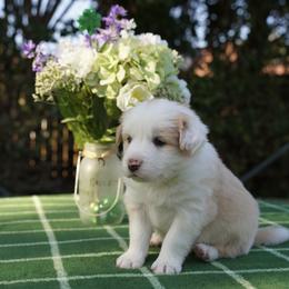 Green Collar - White and gold Border Collie puppy in Dublin, California from Borders of Beauty: The Perfect Blend of Beauty and Brains