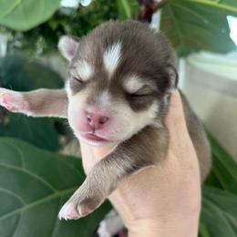 Zion - Red and white male Pomsky puppy in Rathdrum, Idaho from Smart Pomskies and Frenchies