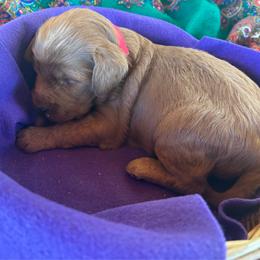 Caramel - Caramel red female Labradoodle puppy in Montrose, Colorado from Ithilien Labradoodles