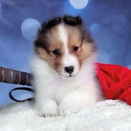 Girl 4 - Shetland Sheepdog puppy in Elk, Washington from Asgard Shetland Sheepdogs
