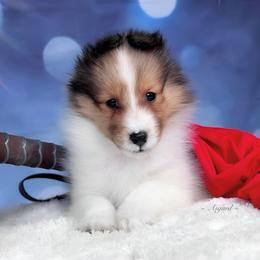 Girl 4 - Shetland Sheepdog puppy in Elk, Washington from Asgard Shetland Sheepdogs