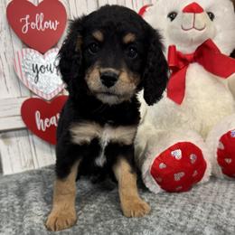 Brandy's Brown Collar Boy 2150.00 - Tri-color male Bernedoodle puppy in Alvin, Texas from JP Southern Doodles