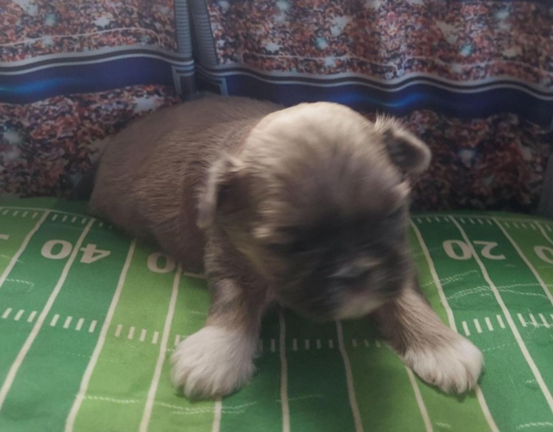 Shih Tzu Puppies from N.F.S.T Imperial ShihTzu Puppies.