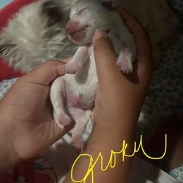 Groku - White male West Highland White Terrier puppy in New Orleans, Louisiana from Amazing Grace Westies
