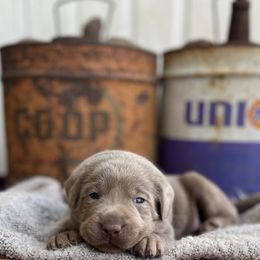 Palmer - Silver male Dilute Retriever puppy in Puyallup, Washington from 12 Door Farm Labradors