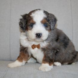 Archie BLUE EYE - Blue merle male Bernedoodle puppy in Apple Creek, Ohio from Kathryn Troyer