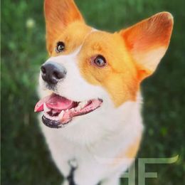 Pembroke Welsh Corgis from Dueling F Ranch