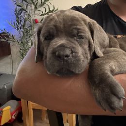 Purple collar - Moose - Gray male Cane Corso puppy in Vallejo, California from Rico's Cane Corso
