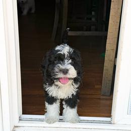 Monte - Black and chalk male Australian Labradoodle puppy in Wamego, Kansas from Doodles of Oz