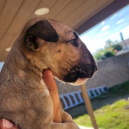 Bull Terrier Puppies from LSDBULLS