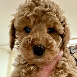 Purdy B1 - Apricot male Poodle puppy in Haines City, Florida from Camic Cockapoos