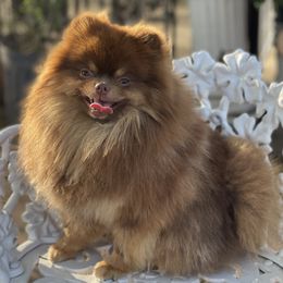 Toby - Pomeranian
