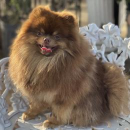 Toby - Pomeranian