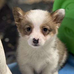 Sable Girl - Sable female Pembroke Welsh Corgi puppy in Bay Area, California from MJ's Corgis
