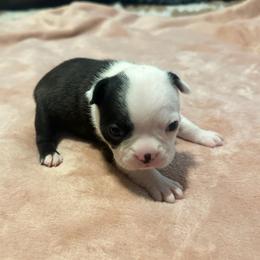 Pearl Girl 4 - Black and white female Boston Terrier puppy in Brookville, Ohio from Best Friend Bostons