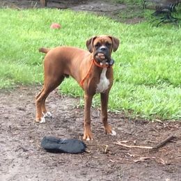 Thor - Boxer