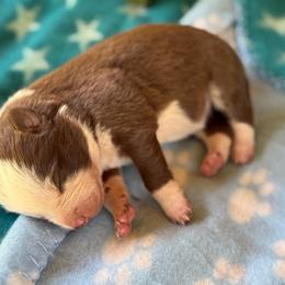 Marlowe - White and red female Border Collie puppy in North Lakeport, California from Wild Rose Ranch