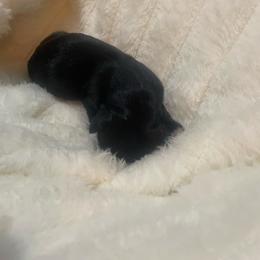 Maisy - Black female Dachshund puppy in Mountain Home, Idaho from Desert Wind Dachshunds