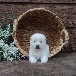 Bently - Cream male Shiba Inu puppy in Clayton, Illinois from Adorable-Puppies
