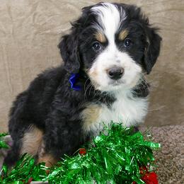 Bernedoodle and Goldendoodle Puppies from Doodles are Amazing