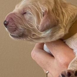 "Sesame, born 2/6/2020 (Goldendoodle)" Goldendoodle, Golden Retriever, and Sheepadoodle Puppies from Guppy Puppies
