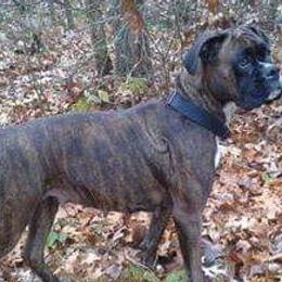 Boxers from Betty's Breezy Hill Kennels
