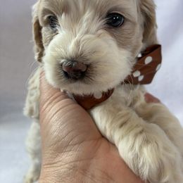 Percy Jr - Red and white male Cockapoo puppy in Adrian, Oregon from ApplebyFarm