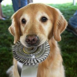 Golden Retrievers from Eureeka Goldens
