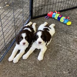 English Springer Spaniel Puppies from Cedarhaven Springers