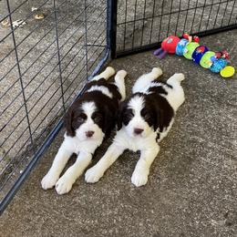 English Springer Spaniel Puppies from Cedarhaven Springers