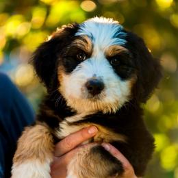 Chase - male Australian Mountain Doodle puppy in Cortez, Colorado from Sassy Pants Pups