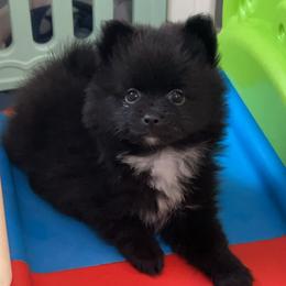 Pomeranian Puppies from Roxy's Pomeranian Puppies