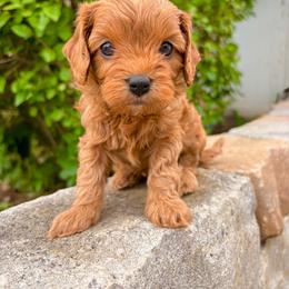 Chase - Red male Cavapoo puppy in Spanish Fork, Utah from Sugar Doodles Pups