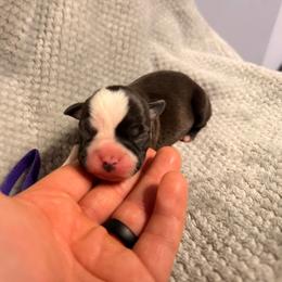 Purple - Black and white female Boston Terrier puppy in Hialeah, Florida from K&N Boston Paws