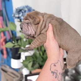 Jagger - Brown sable male Chinese Shar-Pei puppy in Lehigh Acres, Florida from Florida Wrinkles