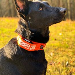 German Shepherds from Precision Kennels