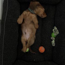 Dachshund Puppies from Ella's Mini Long Haired Dachshunds