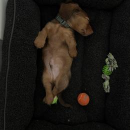 Dachshund Puppies from Ella's Mini Long Haired Dachshunds