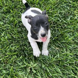 Teddy Roosevelt Terrier Puppies from Jefferson Farms