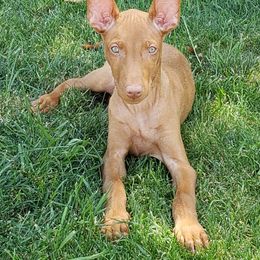 Pharaoh Hound Puppies from Du Ciel Pharaoh Hounds