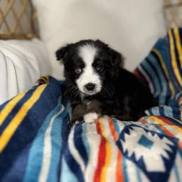 Millie - Black tri female Miniature Australian Shepherd puppy in Angleton, Texas from 4LH Australian shepherds