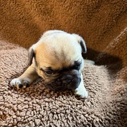 Raven - Fawn female French Bulldog puppy in Neenah, Wisconsin from Mimosa Acres French Bulldogs LLC