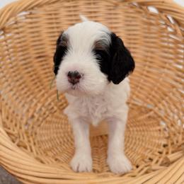 Wormtail - Tri-color male Bernedoodle puppy in Apache Junction, Arizona from Coffey House Doodles