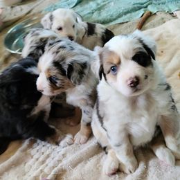 Miniature Australian Shepherd Puppies from Kings Point Mini and Toy Aussies
