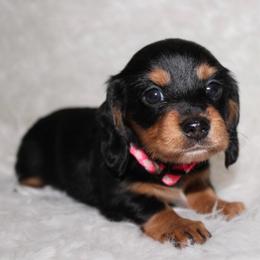 Black and Tan Female - Black and tan female Dachshund puppy in Lily, Kentucky from Little Acres Miniature Dachshunds