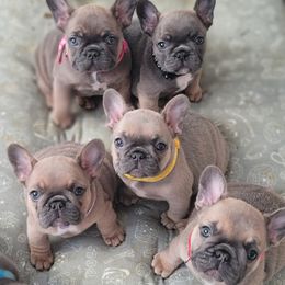 French Bulldog Puppies from Emeraldfrenchies